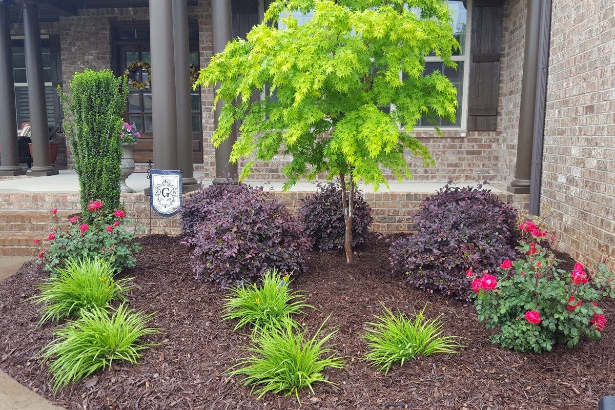 Foundation planting bed with a Japanese maple and colorful shrubs at a brick home