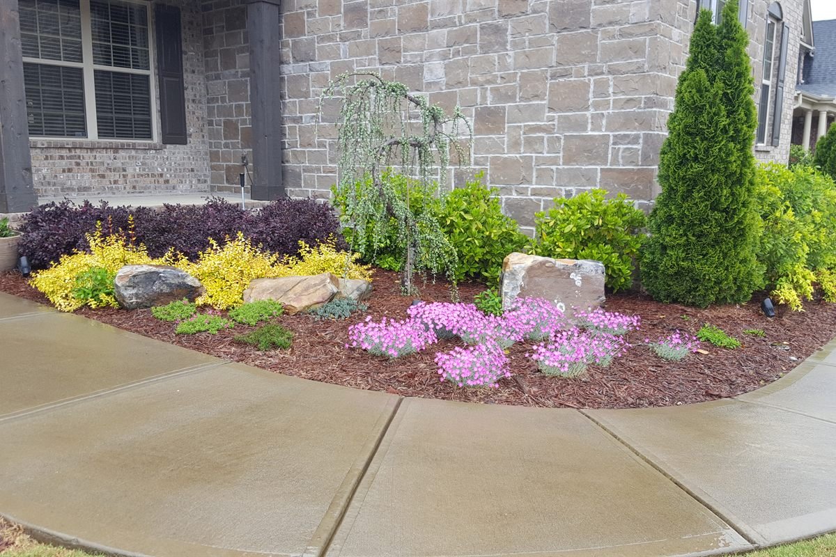Foundation planting bed in spring bloom with a weeping evergreen and boulders
