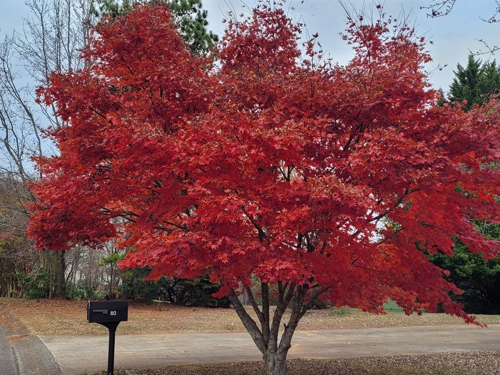 Vivid red Japanese maple specimen tree in a front-yard planting