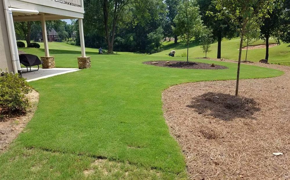 Manicured lawn with a curved mulch bed and young trees