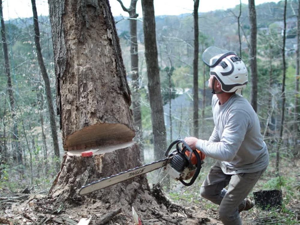Crew member sectioning a large tree trunk with a chainsaw during removal