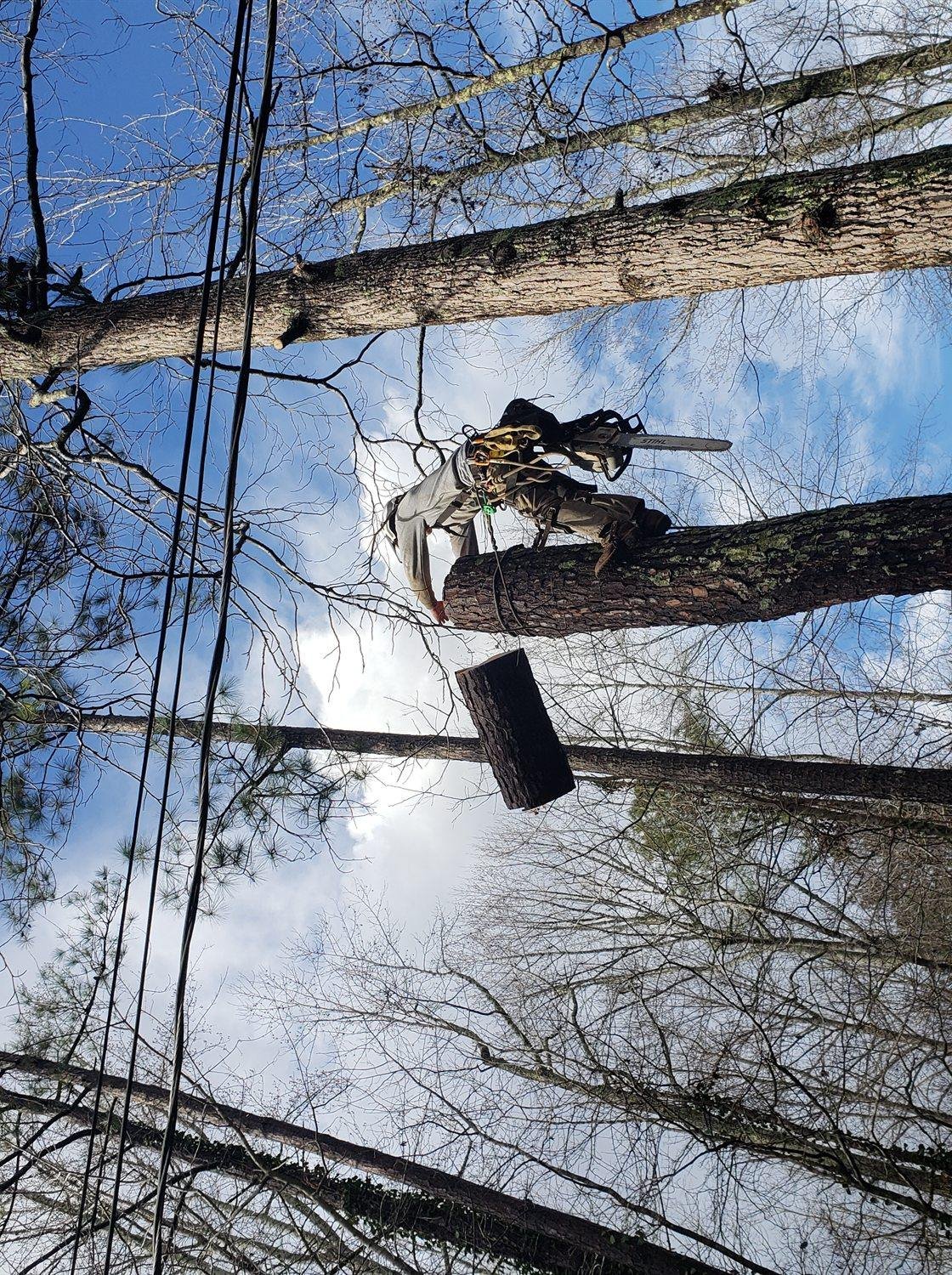 Arborist high in tall pines carefully lowering a cut limb during a tree removal