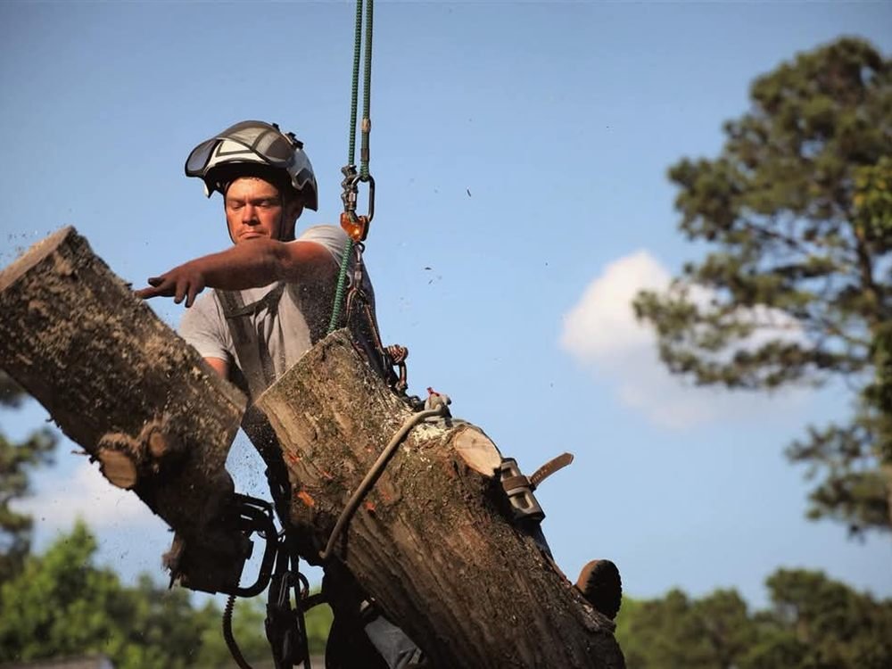 Professional tree crew rigging down a large tree on a North Georgia property