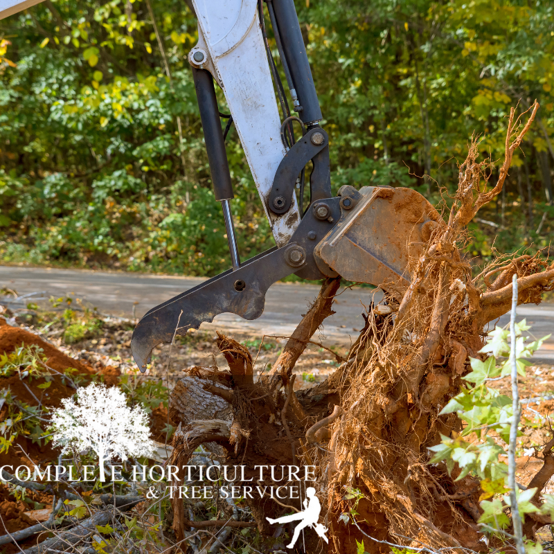 Tree Removal Cost Woodstock GA