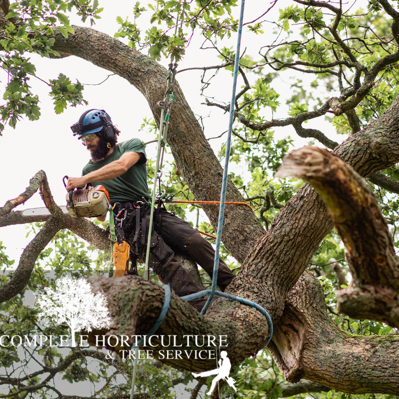 DIY Tree Removal