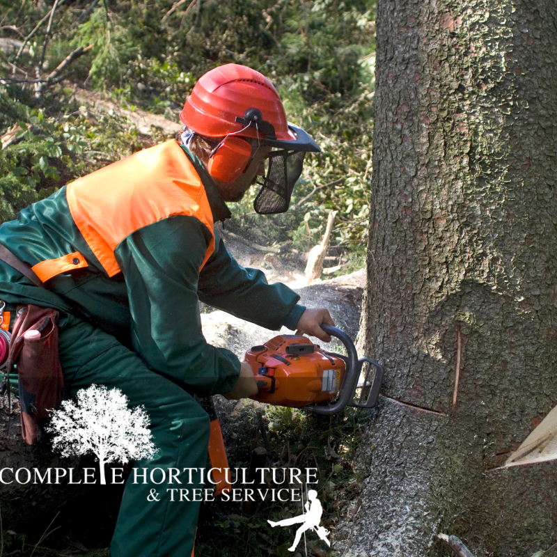Milton Ga Tree Removal Image