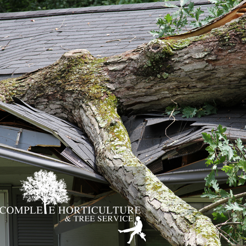 Storm Damaged Tree on House Canton GA