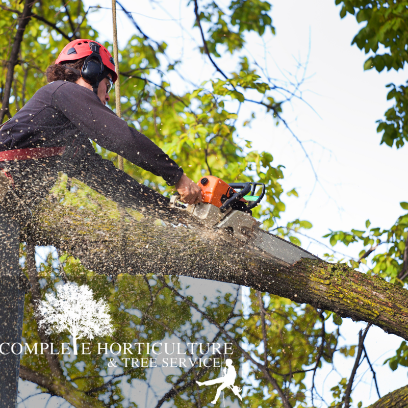 Tree Removal