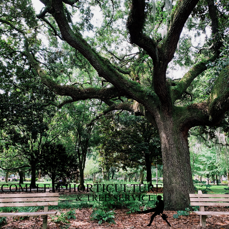 Alpharetta Trees Management