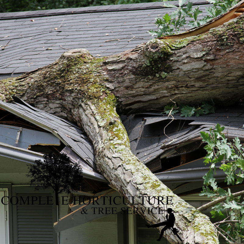 Emergency Tree Removal Woodstock GA