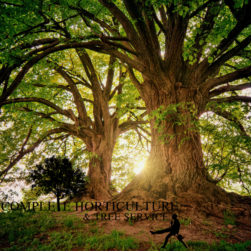 Tree Professionals Canton GA