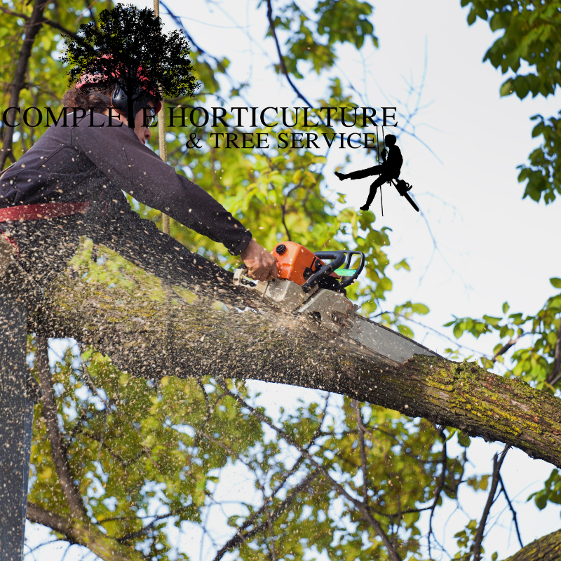 Woodstock Tree Removal